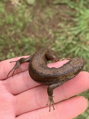 Liolaemus cyanogaster