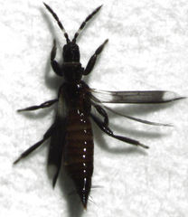 Desmidothrips walkerae