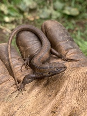 Liolaemus cyanogaster