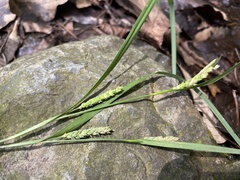 Carex maculata