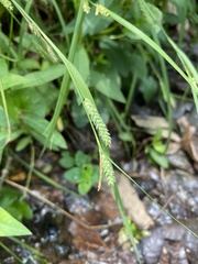 Carex maculata