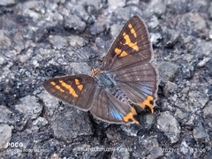 Cigaritis schistacea