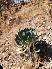 Agave guadalajarana