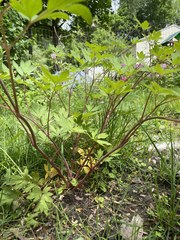 Lamprocapnos spectabilis