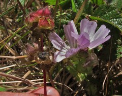 Sidalcea calycosa rhizomata