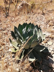 Agave guadalajarana