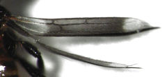 Desmidothrips walkerae