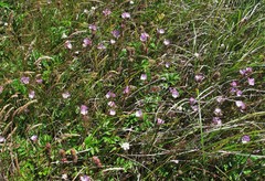 Sidalcea calycosa rhizomata