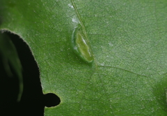 Macrodiplosis majalis