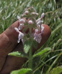 Stachys ajugoides