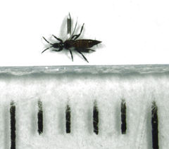 Desmidothrips walkerae