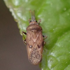 Leptoypha mutica