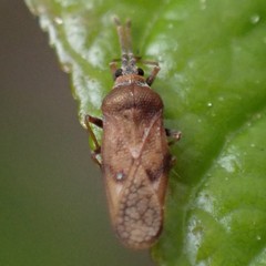 Leptoypha mutica