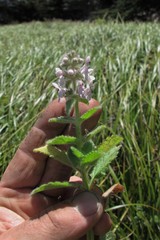 Stachys ajugoides