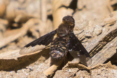 Hemipenthes seminiger