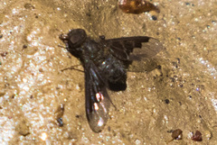 Hemipenthes seminiger