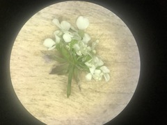 Anthriscus sylvestris