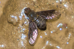 Hemipenthes seminiger