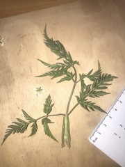 Anthriscus sylvestris