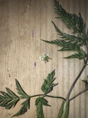 Anthriscus sylvestris