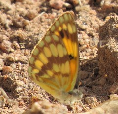 Colotis vesta