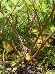 Lamprocapnos spectabilis