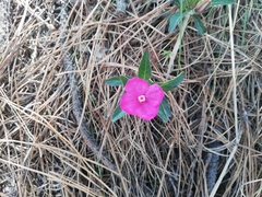 Oenothera deserticola