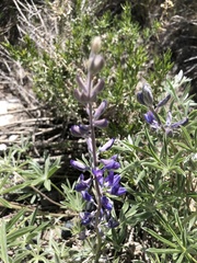 Lupinus nevadensis