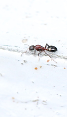 Dolichoderus sibiricus