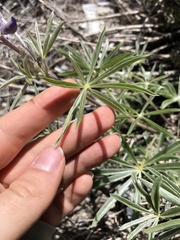 Lupinus nevadensis