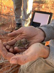 Sminthopsis youngsoni