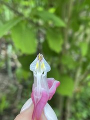 Lamprocapnos spectabilis