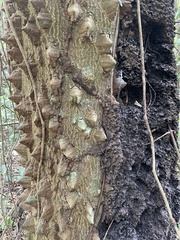 Zanthoxylum martinicense