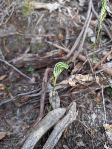 Image of Striped Greenhood (Pterostylis alata) by (c) Joe Atkinson, some rights reserved (CC BY)