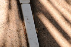 Salticus peckhamae