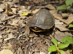 Kinosternon abaxillare