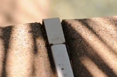 Salticus peckhamae