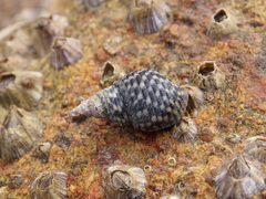 Littorinoidea