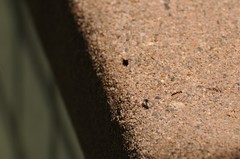 Salticus peckhamae
