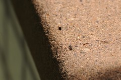 Salticus peckhamae
