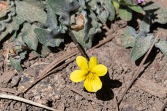Viola pinetorum grisea
