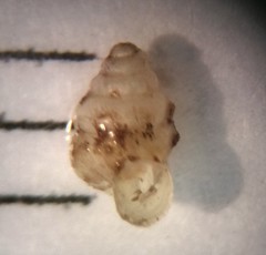 Gastrocopta contracta