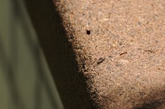 Salticus peckhamae