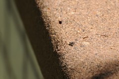 Salticus peckhamae