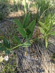 Lathyrus lanszwertii