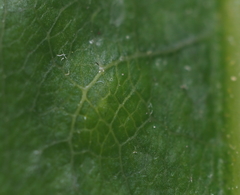 Polystepha quercifolia
