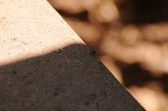 Salticus peckhamae
