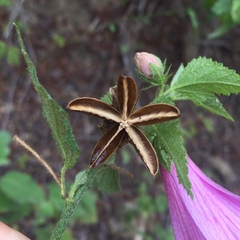 Hibiscus escobariae
