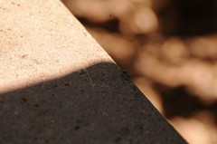 Salticus peckhamae
