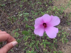 Hibiscus escobariae